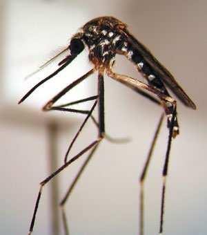 Male mosquitoes cannot bite and both sexes of mosquitoes use their long proboscis to feed on the nectar of flowers or other sugar sources like honeydew.