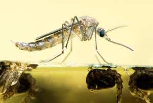 Habitats and Habits Mosquito habitat varies for each species and can include natural areas such as rain puddles and ponds, decomposing material such as wet leaf matter, ditches and marshes.