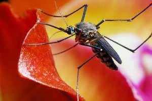 Also, some species of mosquitoes can fly far from their breeding sites, making prevention difficult.