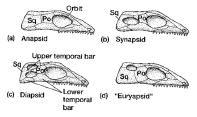 Amniotes diverged into two groups Lepidosauromorpha (lizards and snakes) Archosauromorpha (crocodiles, dinosaurs, pterosaurs, birds) Dinosaurs Crocodilians Pterosaurs Archosaurs Your