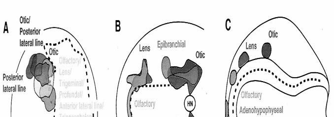 family of genes early in development Development of placodes - differences Epibranchial placodes: pharyngeal