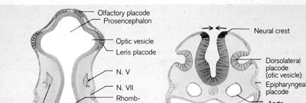placode and epibranchial placodes :