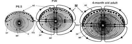 anterior epithelium form secondary lens