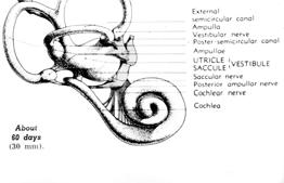 cochlea.