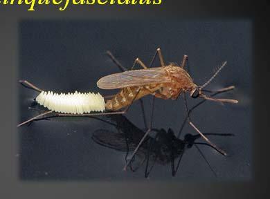Mosquitos of Great Concern Culex tarsalis, C.