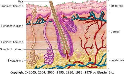 Up to 20% of skin-associated bacteria in skin appendages (hair follicles, sebaceous glands) & are not eliminated by topical antisepsis.