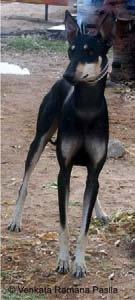 mantle) Sighthounds of