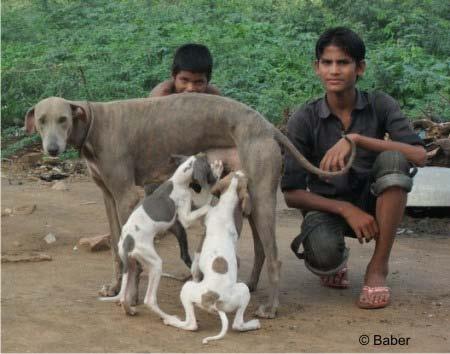 Baber Rampur, Sighthound of Northern India