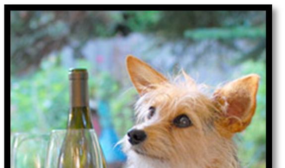 CANINES UNCORKED Wine tasting with your furry friend 16 participating wineries August A select group of 16 Oregon wineries invite wine lovers and their pooches to enjoy the most unusual wine event of