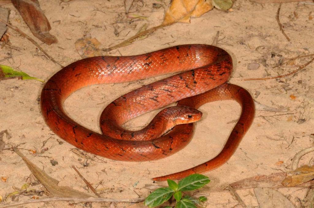 Oligodon ocellatus Kukri Snake To 1000 mm Kukri snakes possess large, flattened,