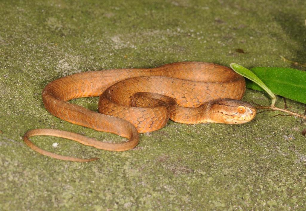 Unlike most other snakes, Pareas lacks a mental groove.