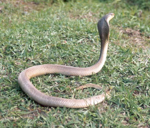 Naja siamensis - Indochinese Spitting Cobra Naja siamensis - Ảnh Minh Họa chụp tại TâyNinh To 2000 mm. An Indochinese spitting cobra was observed crossing a trail at Mango Bay.