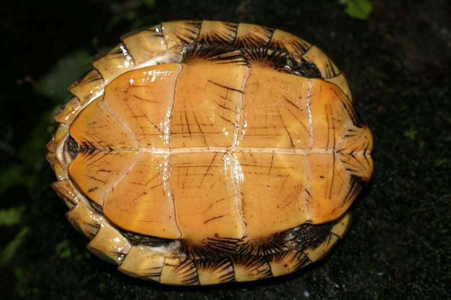 Order Testudines - Turtles Shell composed of upper and lower parts: Carapace = upper shell Plastron = lower shell Carapace includes