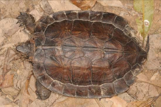 Cyclemys cf. tcheponensis Asian Leaf Turtle To 220 mm carapace length.