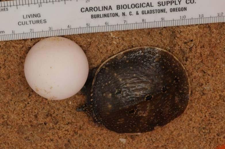 Amyda cartilaginea Southeast Asian Softshell Turtle To 830 mm carapace length.