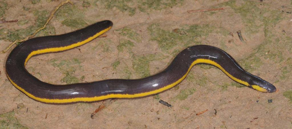 The Ichthyophiidae of Phu Quoc Island Phu Quoc caecilians have very short tails and no legs.