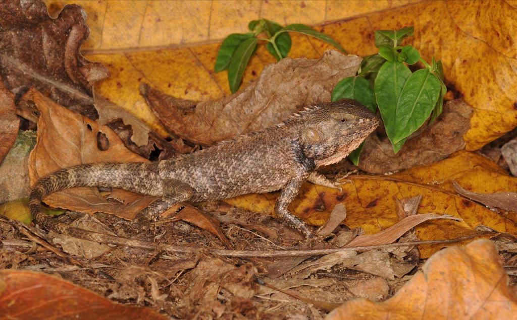 Calotes versicolor Changeable