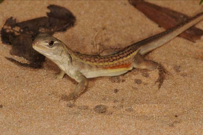 This lizard inhabits sandy coastal areas,