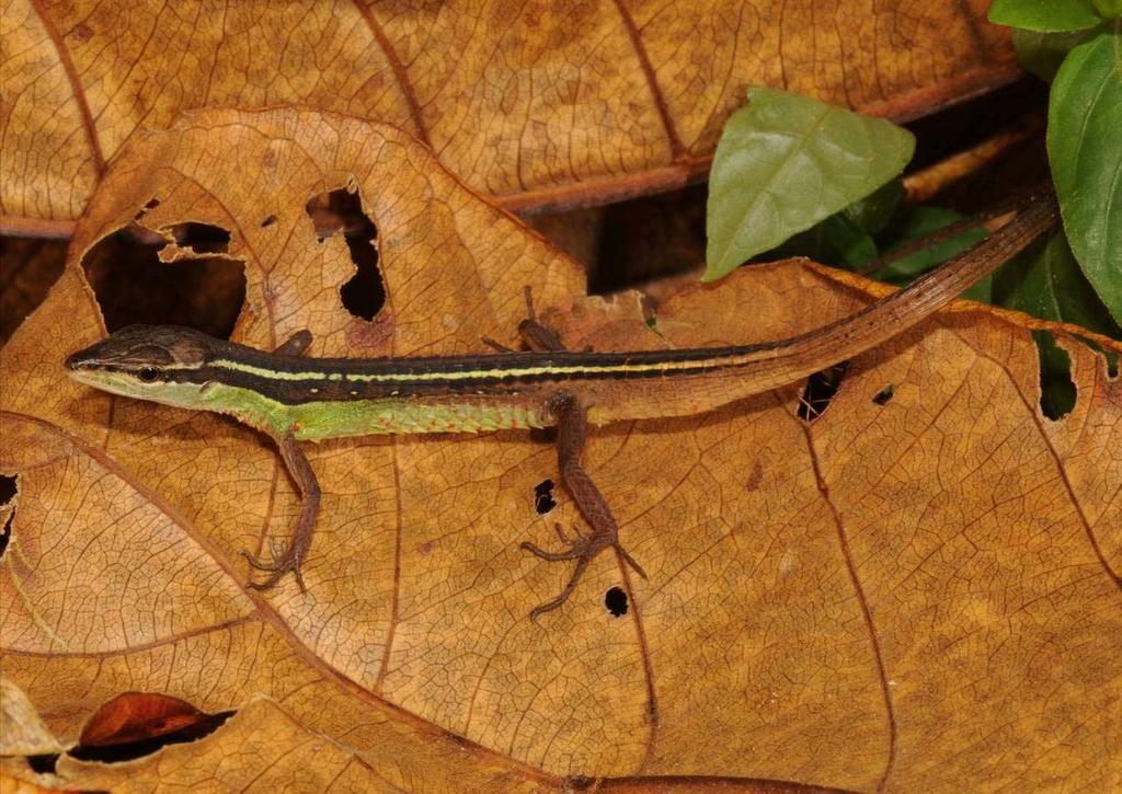 Takydromus sexlineatus Long-tailed Lizard To 360mm (SVL 65mm).