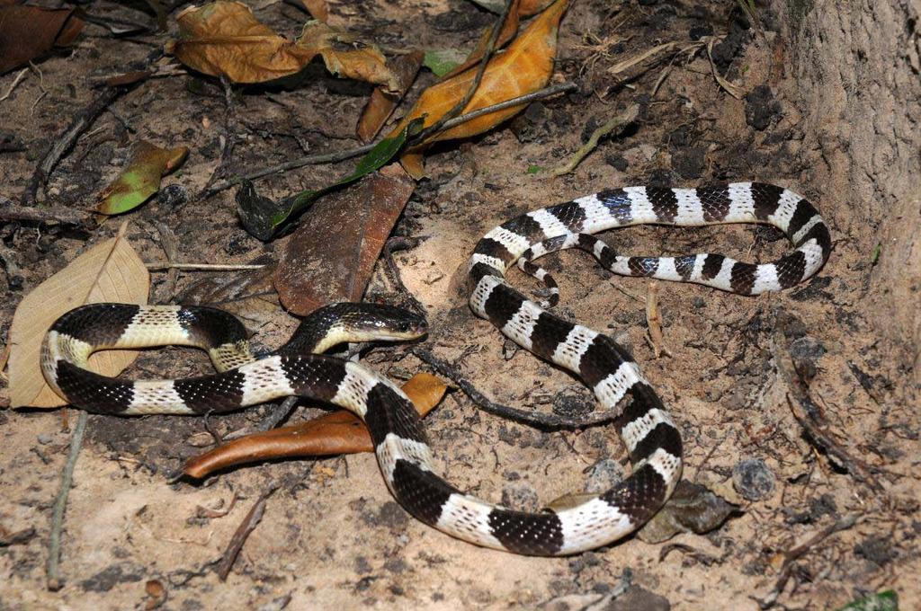 Snake Families Observed on Phu Quoc Island by 2008 Survey Team