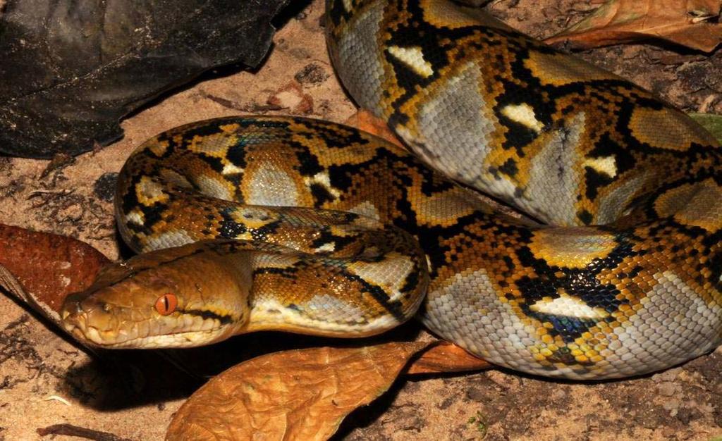 Python reticulatus - Reticulated Python Reportedly to 10 meters. The head can be brown, tan, or yellow.