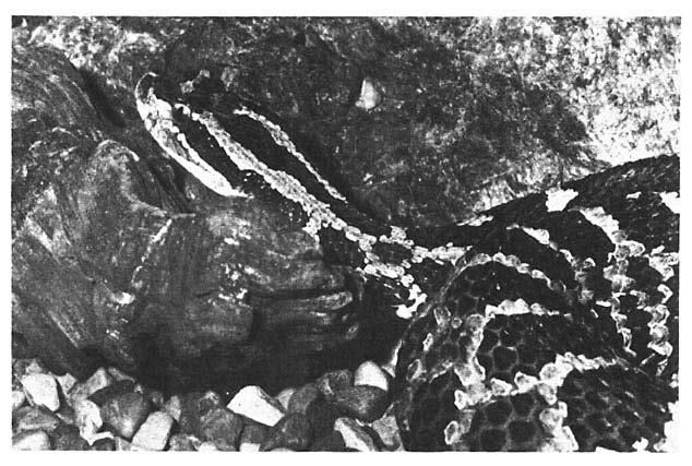 Eastern massasauga rattlesnake envenomations 79 Fig. 3. Head of eastern massasuga demonstrating large crown plates.