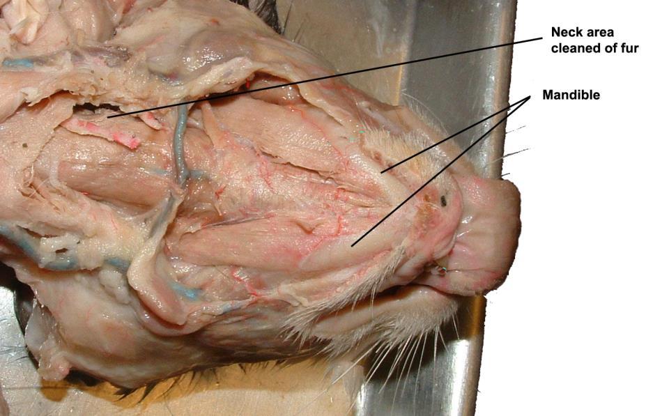 A) ANTERIOR RESPIRATORY TRACT DISSECTION (½ of class) 1 1. Prepare the cat! OK before we do anything! Is there fur on the cat s neck? We must remove it to expose the neck muscles.