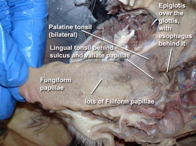 The filiform and fungiform are obvious. Notice that the lingual tonsil is quite big.