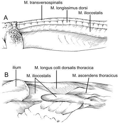 784 ORGAN Fig. 2. Diagram of thoracic (dorsal) epaxial muscles in archosaurs. A: Right lateral view of major epaxial muscles in Alligator.