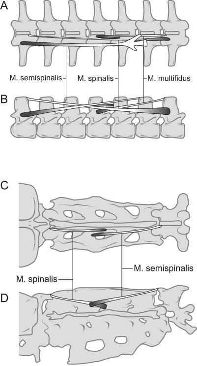 786 ORGAN Fig. 4. Schematic diagram of the subunits of M. transversospinalis in archosaurs. A and B: Subunits of M. transversospinalis excluding the tendinoarticularis in Alligator.