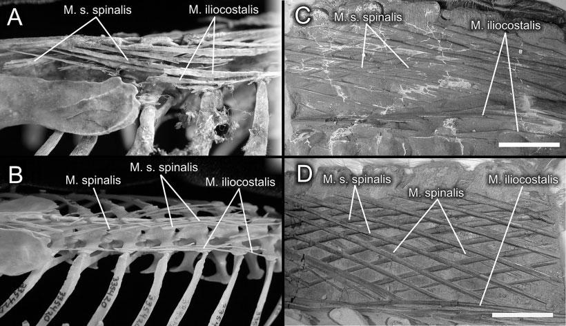 788 ORGAN Fig. 5. Ossified epaxial tendons in dinosaurs. The tendon-lattice of M. longus colli dorsalis, pars thoracica in (A) Podiceps auritus (Podicipediformes) and (B) Alca torda (Charadriiformes).