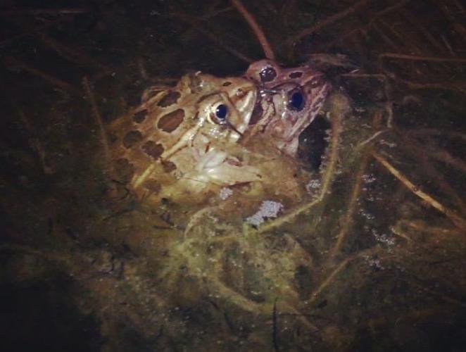 blairi) in amplexus observed on 9 March, 2016 in a vernal pool on