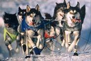 ) 1) You will gather information about the musher. At the Iditarod.com website, there is a biography of them. Copy this and read about them.