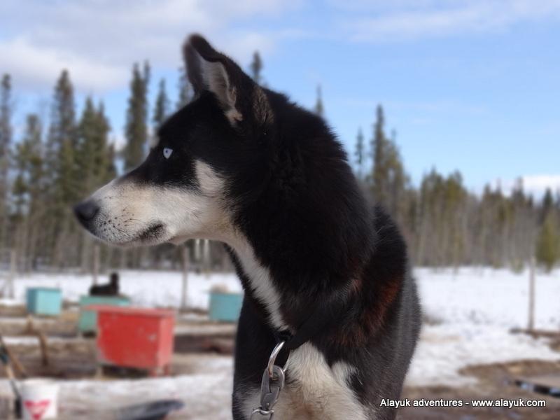The result was not long: A real Christmas present. During the Yukon Quest, it showed me that he is an exceptional leader.
