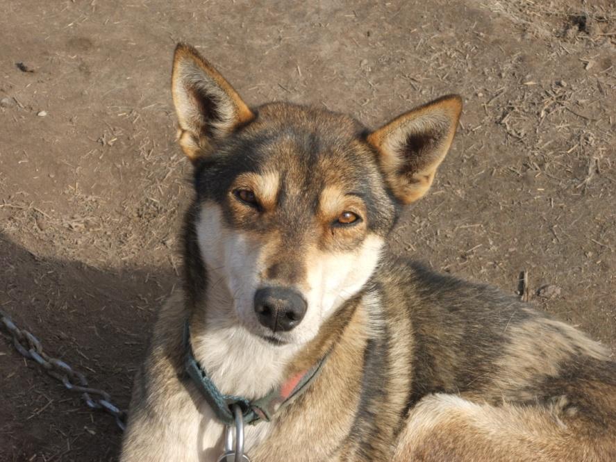 Peyote comes from Ali Zyrkle s kennel. She is the mother of Arkell, Atlin, Carmacks, Cali, Cochise, Chinook and Cheyenne.