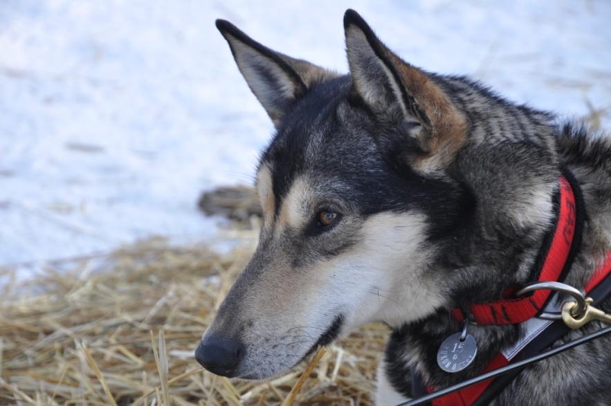 excellent team dog and she is learning how to lead. She ran the 2014 Iditarod to Eagle pass check point.