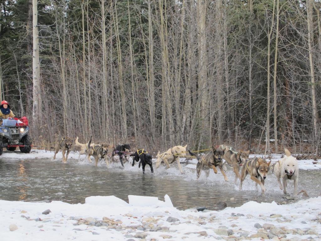 Fall training. During the season before the start, the dogs will get at least 5000 km (3000 miles) of training. For the musher, training and planning mean more than one year of a full time work.