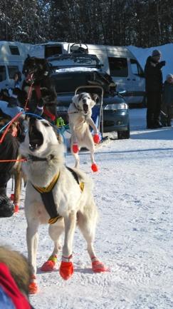 One of the respondents even talked about participating in the race as a sort of addiction and to quit sled dog racing would not be easy: I do not know how to quit, it has become a part of me