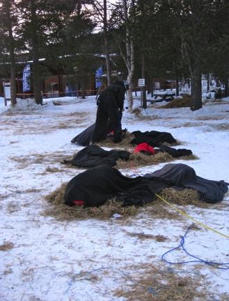 THE MULTI-LEGGED TEAM 48 handlers as being an important role regarding the assessment of the dogs, since it might be difficult for the musher to detect potential injuries and irregular behavior due