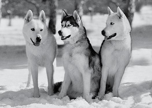 Student Page A group of Alaskan Husky dogs. sled dogs are usually a mix of breeds that have thick fur to keep them warm. Their coats come in all colors and could be short or long.