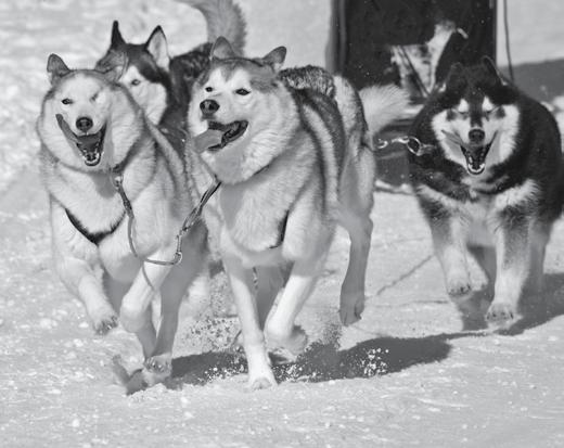 Most important, these cold weather canines must be strong, and have the stamina needed to run long distances without tiring. These are very smart animals that learn many commands.