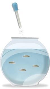 Use siphon/dropper to collect the brine shrimp from the plastic hatching container then empty into fish bowl. 3.