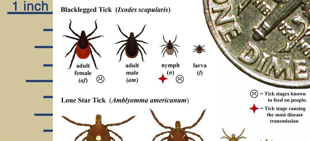 Appendix D (Continued) Tick Identification Chart Tick-borne Disease Chart Tick-borne Diseases Anaplasmosis Ehrlichiosis Babesiosis Lyme Disease Blacklegged Tick Ixodes scapularis