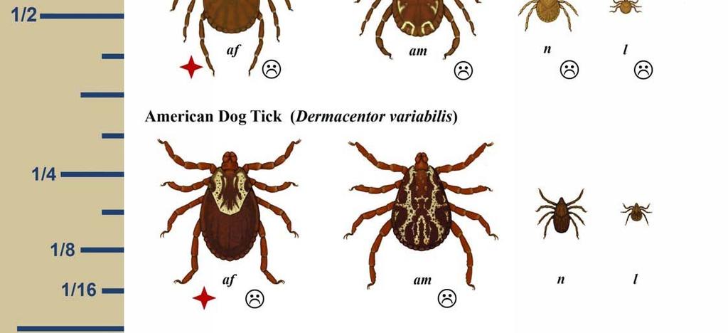 Rocky Mountain Spotted Fever Vector Tick Stage that Transmits the Most Disease to People Nymph Adult Nymph Nymph Adult Only Tularemia Vector Vector Nymph or Adult Minimum Feeding