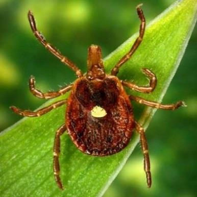 Ticks Cesspools of Disease Deer Ticks: Lyme disease, Babesiosis,