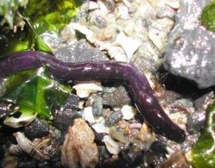 Nemertea - Ribbon worms Purple ribbon worm Paranemertes