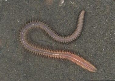 worm Nephtys sp.