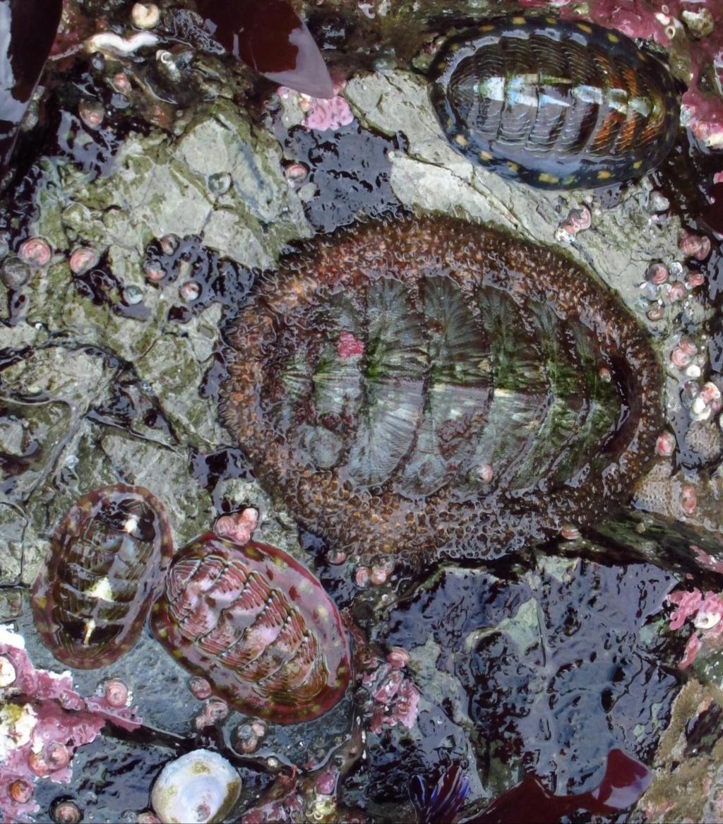 Lined chiton