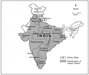 Breeding biology of a bird 59 Fig. 1 : Map of the India shows the distribution of Indian robin and study sites in northern India. Fig. 3 : Male Indian Robin is producing complex song with extremely up tail and courtship display.