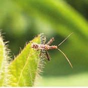 The cumulative value of insect predators and parasitoids should not be underestimated, and this publication does not address important diseases that also attack insect and mite pests.